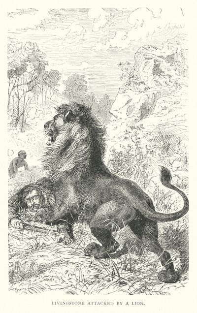 David Livingstone skót misszionáriust megtámadja egy oroszlán Afrikában (metszet) alkotó: English School