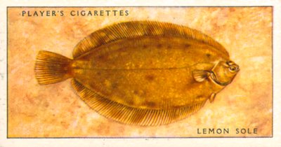 Seefische: Zitronenbutt von English School