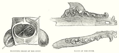 Civet szekréciós szerve, Civet fogai (metszet) alkotó: English School