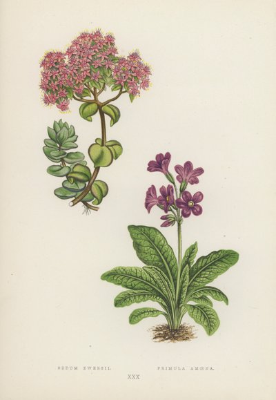 Sedum Ewersii; Primula Amoena (színes litó) alkotó: English School