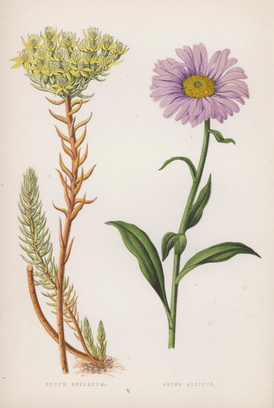 Reflex ülés; alpesi őszirózsa (színes litho) alkotó: English School