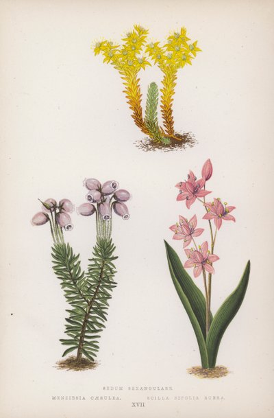 Sedum Sexangulare; Menziesia Scilla Bifolia Red (litho szín) alkotó: English School
