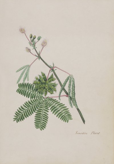 Érzékeny növény, illusztráció egy versalbumból, grafitrajzok és akvarellek, 1828 körül (wc papíron) alkotó: English School