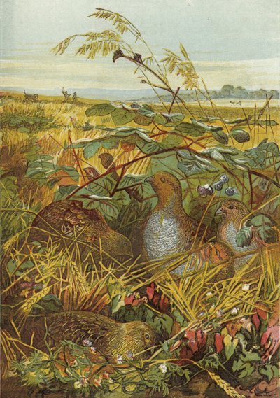 Szeptember és október, vadmadarak alkotó: English School