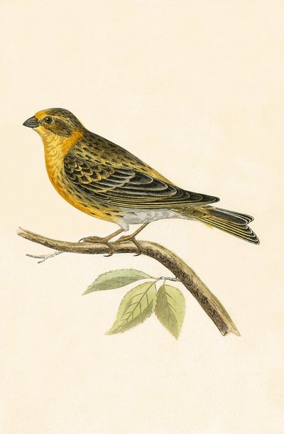 Serin Finch, Charles Robert Bree (1811-86) „A History of the Birds of the Birds of Europe Not Observed in the British Isles” (1867-ben megjelent) illusztrációja alkotó: English School