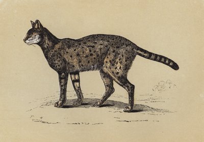 Serval (színes litográfia) alkotó: English School