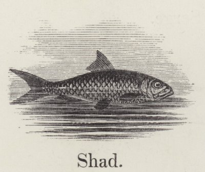 Shad (metszet) alkotó: English School