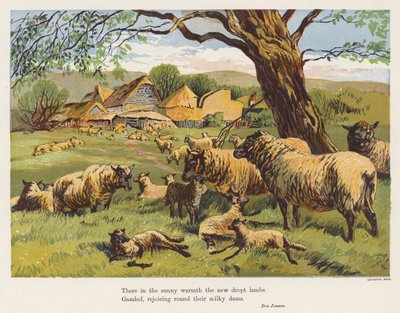 Juhok és bárányok (színes litográfia) alkotó: English School