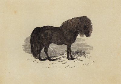 Shetland póni (színes litho) alkotó: English School