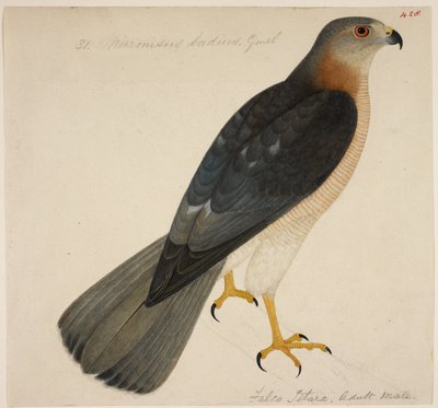 Shikra vagy "Badius Hawk" alkotó: English School