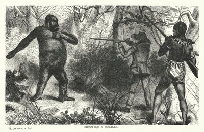 Gorilla lövés (metszet) alkotó: English School