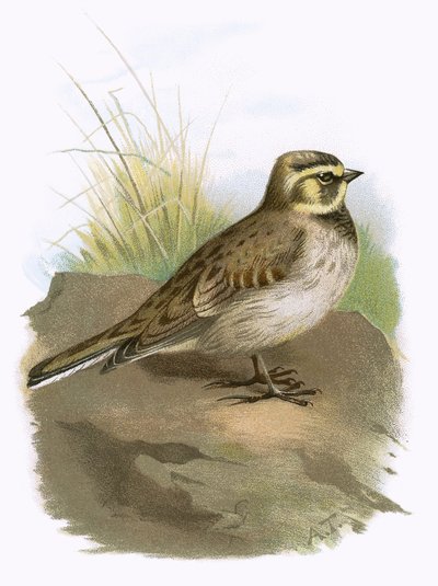 Shore Lark alkotó: English School