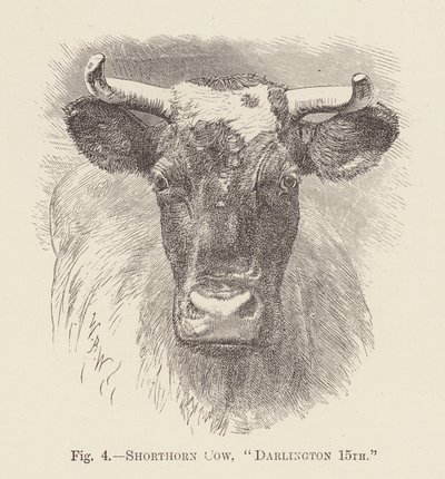 Shorthorn tehén, "Darlington 15." (metszet) alkotó: English School