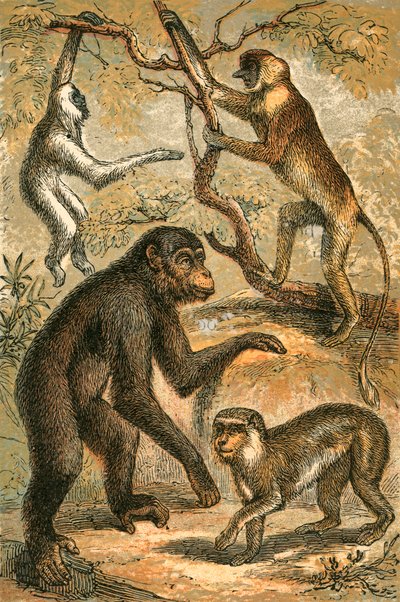 Ezüstös gibbon, ordas majom, csimpánz és barbár majom alkotó: English School