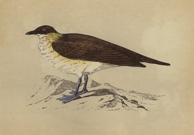Skua (színes litográfia) alkotó: English School