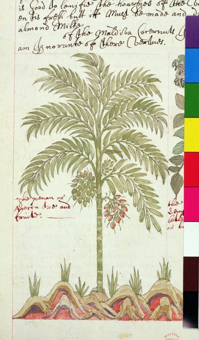 Sloane 4013 f.5v datolyapálma az "Indiai növények leírásaiból" alkotó: English School