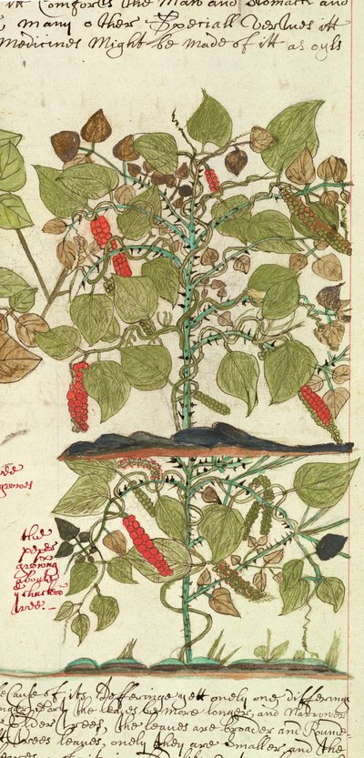 Sloane 4013 f.7 Det. Paprikanövény az „Indiai növények leírásaiból” alkotó: English School
