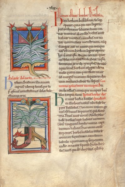 Sloane Ms 1975 fol.48 The Herb Basilica alkotó: English School