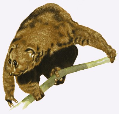 Lajhár alkotó: English School