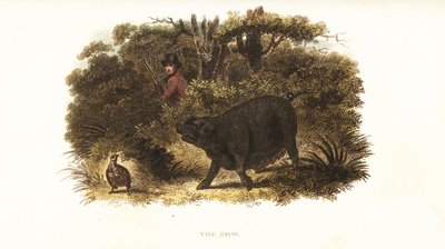 Szajha, a nőstény sertés, akit Richard Toomer, Sir Henry Mildmay vadőre tanított ki mutatókutyának vagy fegyveres kutyának alkotó: English School