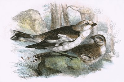 Snow Bunting alkotó: English School