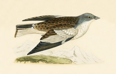 Hópinty, illusztráció Charles Robert Bree (1811-86) "A History of the Birds of Europe Not Observed in the British Isles" című, 1867-ben megjelent művéből. alkotó: English School