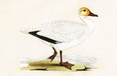 Snow Goose, illusztrációja Charles Robert Bree (1811-86) „Európa madarainak története, amelyeket nem figyeltek meg a Brit-szigeteken” című könyvéből, 1867. alkotó: English School
