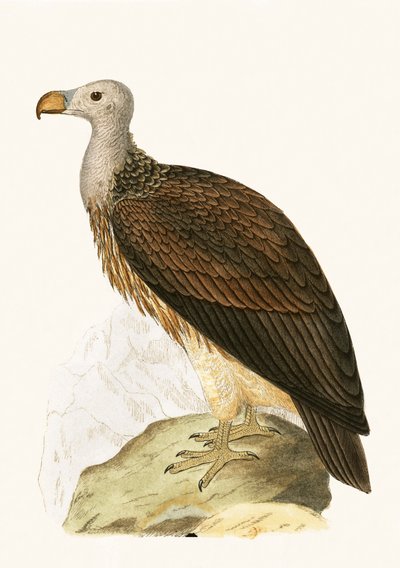 Társas keselyű, illusztrációja Charles Robert Bree (1811-86) „Európa madarainak története, amelyeket nem figyeltek meg a Brit-szigeteken” című művéből, 1867. alkotó: English School