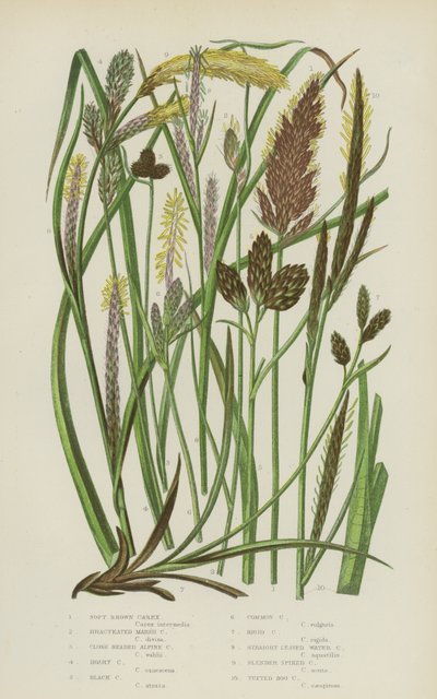 Soft Brown Carex, Bracteated Marsh Carex, Close Headed Alpine Carex, Hoary Carex, Black Carex … (színes litho) alkotó: English School
