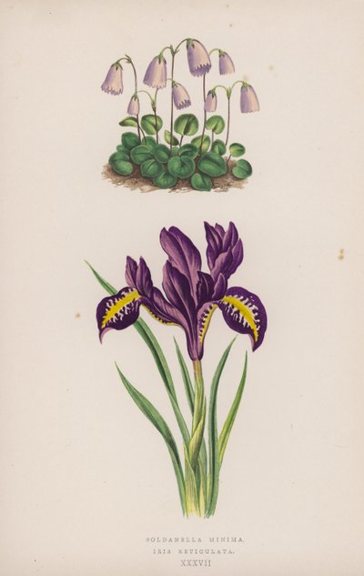 Soldanella Minima; Iris Reticulata (színes litho) alkotó: English School