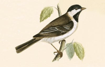 Sombre Tit, illusztráció Charles Robert Bree (1811-86) „A British-szigeteken nem megfigyelt európai madarak története” című művéből, 1867-ben. alkotó: English School