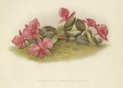 Sophronitis grandiflora rosea alkotó: English School