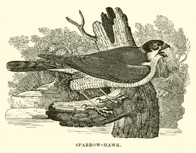 Sparrow-Hawk (metszet) alkotó: English School