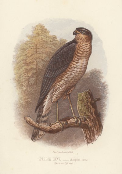 Verébmadár, Accipiter Nisus (színes litográfia) alkotó: English School