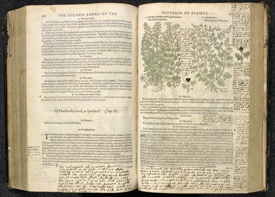 Speedwell, 500-501. oldal John Gerard „The herball or Generall historie of plantes” című művéből alkotó: English School