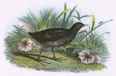Foltos Crake alkotó: English School