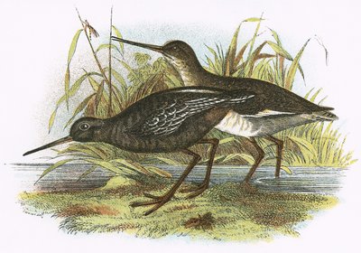 Foltos Redshank alkotó: English School