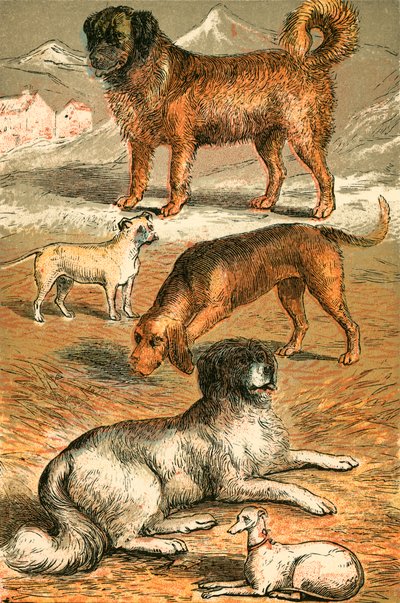 bernáthegy, bulldog, véreb, újfundlandi és olasz agár alkotó: English School