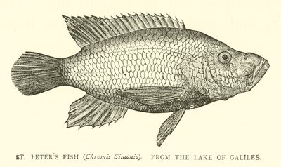 Szentpéteri hal (Chromis Simonis), a Galileai-tóból alkotó: English School