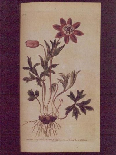 Star Anemone (Anemone hortensis), 123. lemez William Curtis „The Botanical Magazine”-ból (vagy „Flower Garden Displayed”), pub. 1789-90 (metszet) alkotó: English School