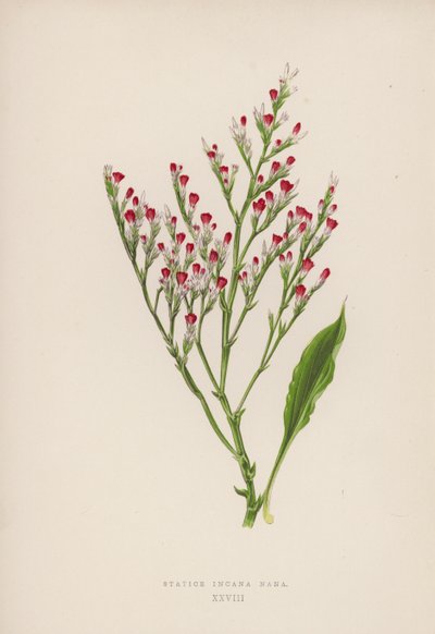 Statice Incana Nana (színes litho) alkotó: English School