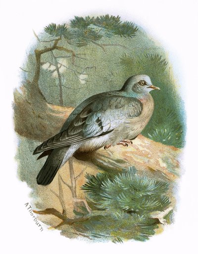 Stock Dove alkotó: English School