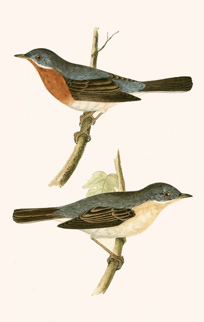 Alpesi poszáta, illusztrációja Charles Robert Bree (1811-86) „A Brit-szigeteken nem megfigyelt európai madarak története” című könyvéből, 1867-ben megjelent alkotó: English School