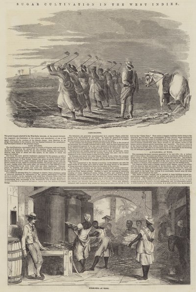 Cukortermesztés a Nyugat-Indiában (metszet) alkotó: English School