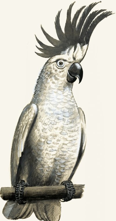 Kéngalléros kakadu alkotó: English School