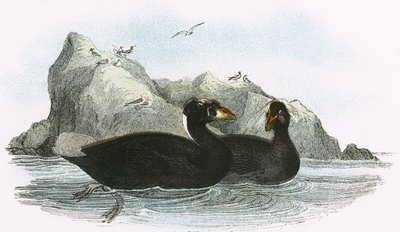 Surf Scoter alkotó: English School