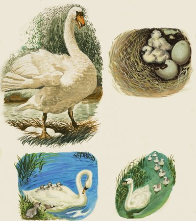 Hattyúk alkotó: English School