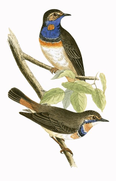 Svéd kéktorkú poszáta, illusztrációja Charles Robert Bree (1811-86) „A Brit-szigeteken nem megfigyelt európai madarak története” című művéből, 1867-ben megjelent alkotó: English School