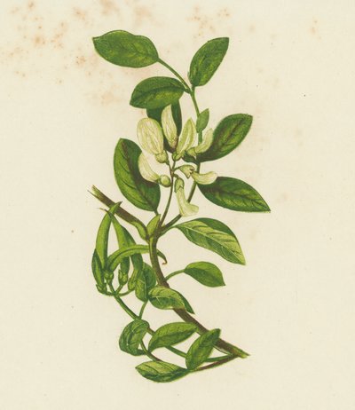 Édes tejbegríz, Astragalus Glyciphyllus (színes litográfia) alkotó: English School