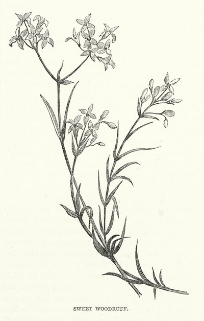 Sweet Woodruff (metszet) alkotó: English School